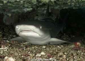 White tip shark under a table coral by Athanassios Lazarides 